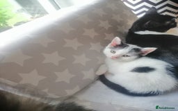 British Shorthair cats for sale: White and black female and male cats - Image 17