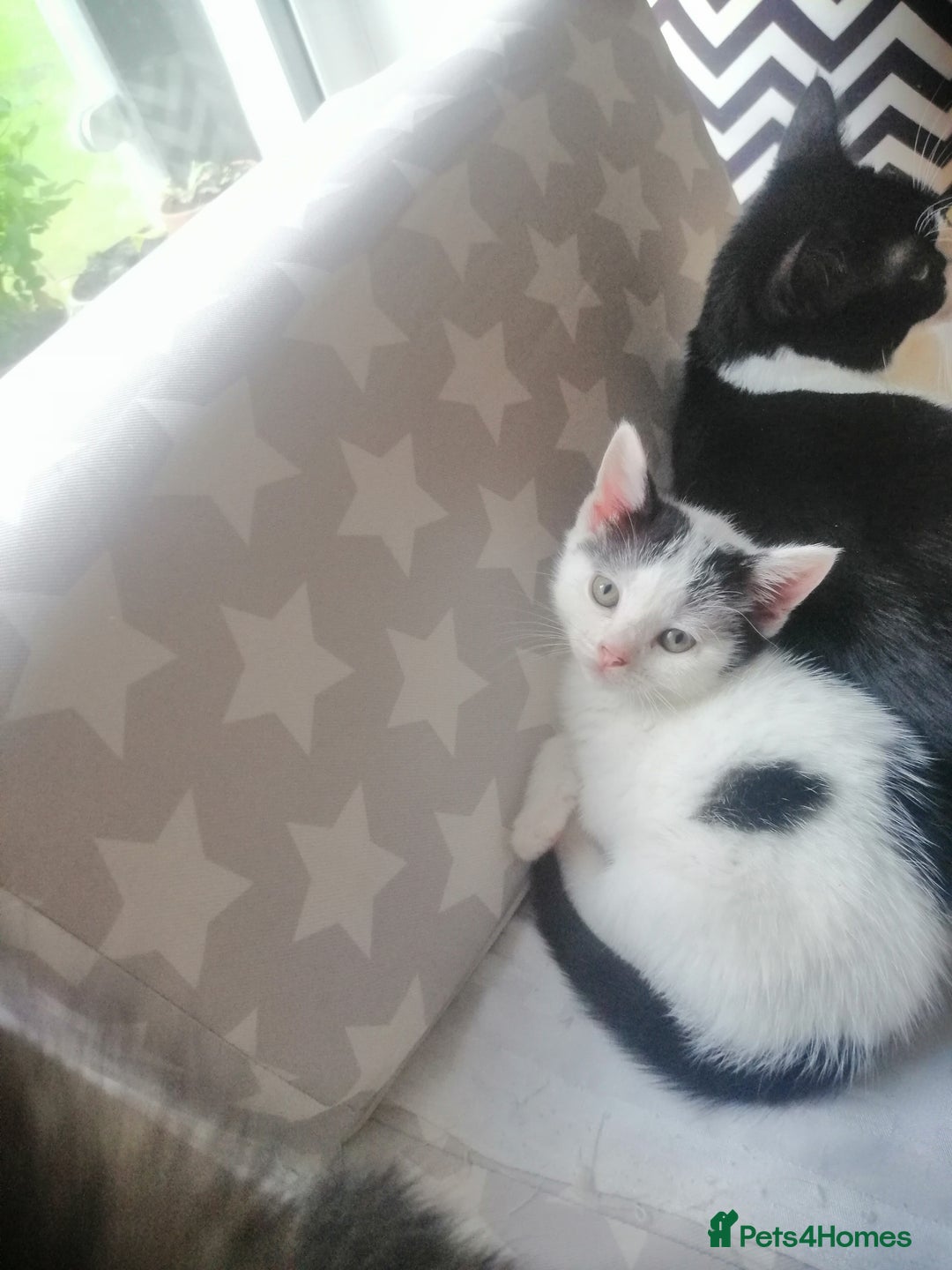 British Shorthair cats for sale: White and black female and male cats - Image 17