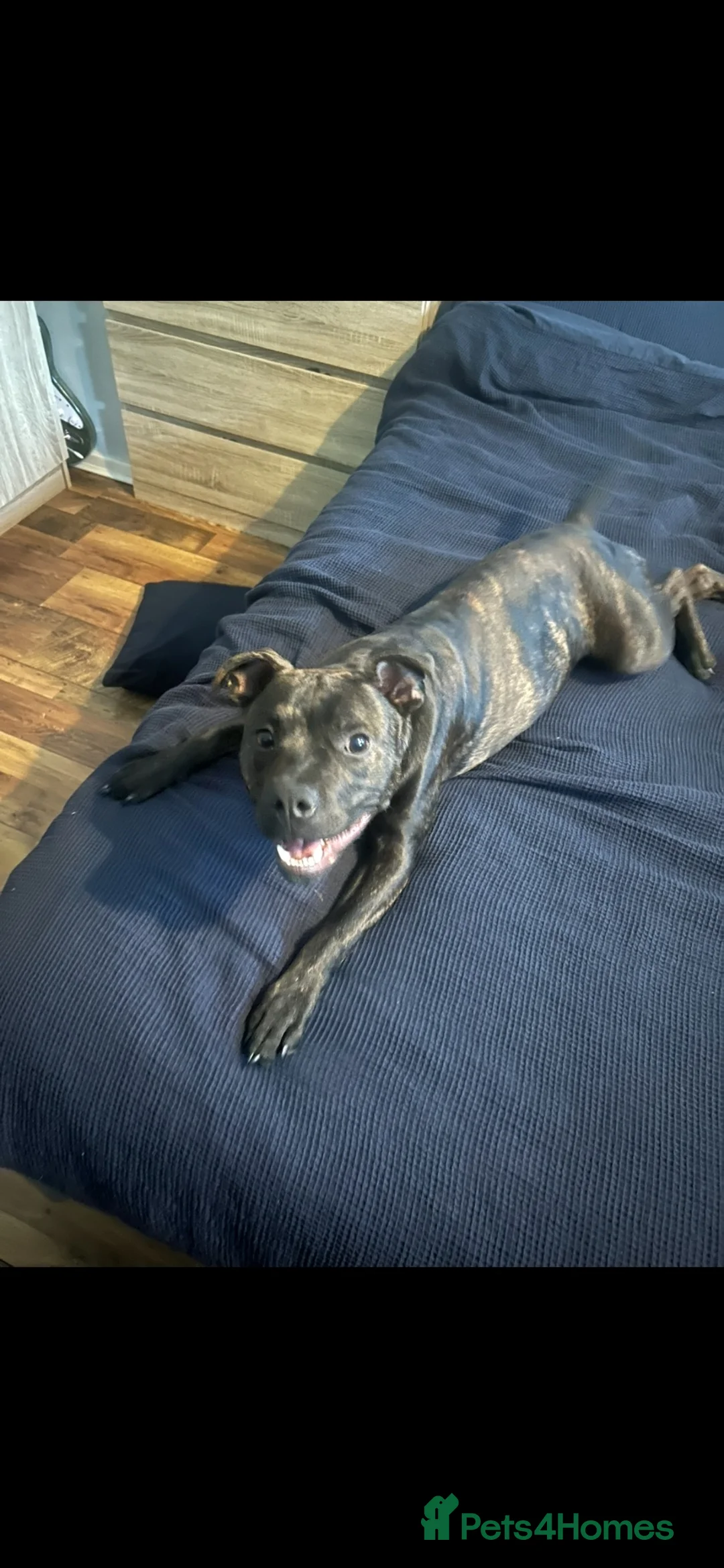 Staffordshire Bull Terrier dogs for sale: Gorgeous 10 month old Staffie boy  in Liverpool - Advert 1
