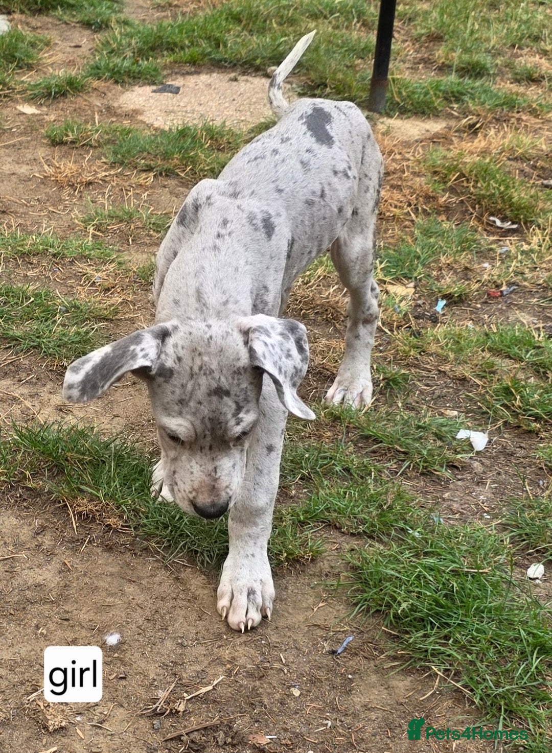 Great Dane dogs for sale: Great dane puppies for sale  - Image 4