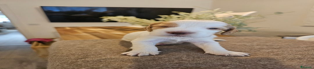 Burrito