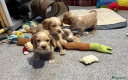 Cocker Spaniel dogs for sale: Beautiful show type puppies  - Image 25