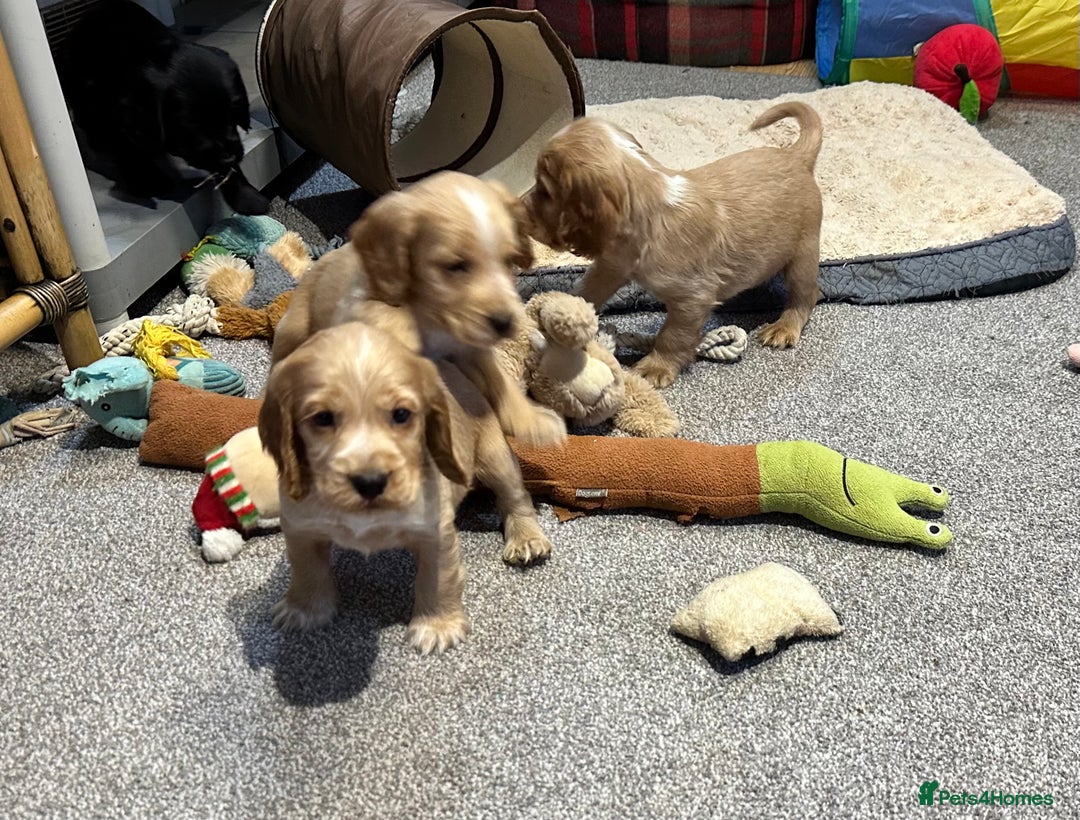 Cocker Spaniel dogs for sale: Beautiful show type puppies  - Image 25