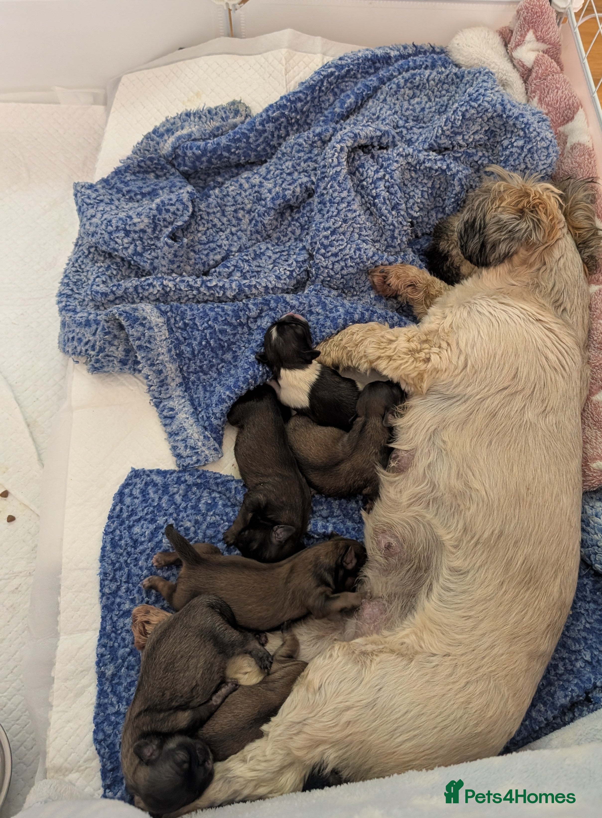 Shih Tzu dogs ALL RESERVED .Beautiful pure Shih Tzu puppies   - Advert 1