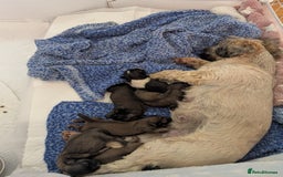 Shih Tzu dogs for sale: Beautiful pure Shih Tzu puppies 3 girls 3 boys  - Image 1