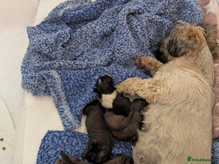 Shih Tzu dogs - Advert 5