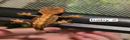 Gecko reptiles for sale: Baby crested geckos  - Advert 4