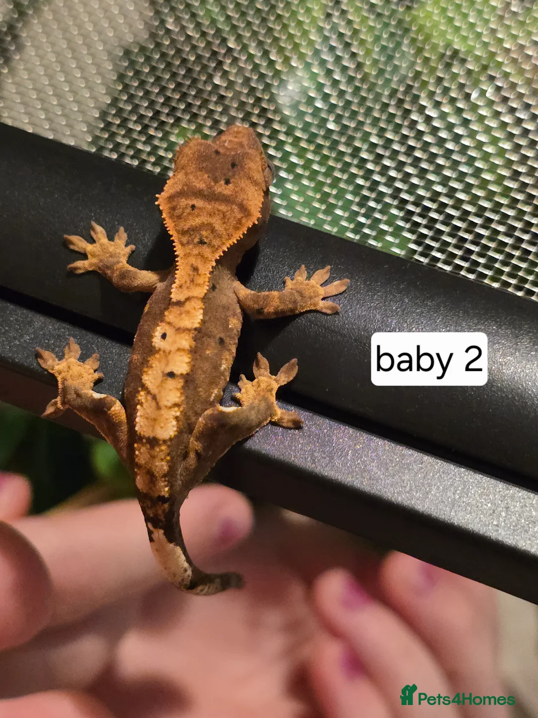 Gecko reptiles for sale: Baby crested geckos  - Advert 4