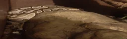 Python Snake reptiles for sale: Caramel ball python  - Advert 8