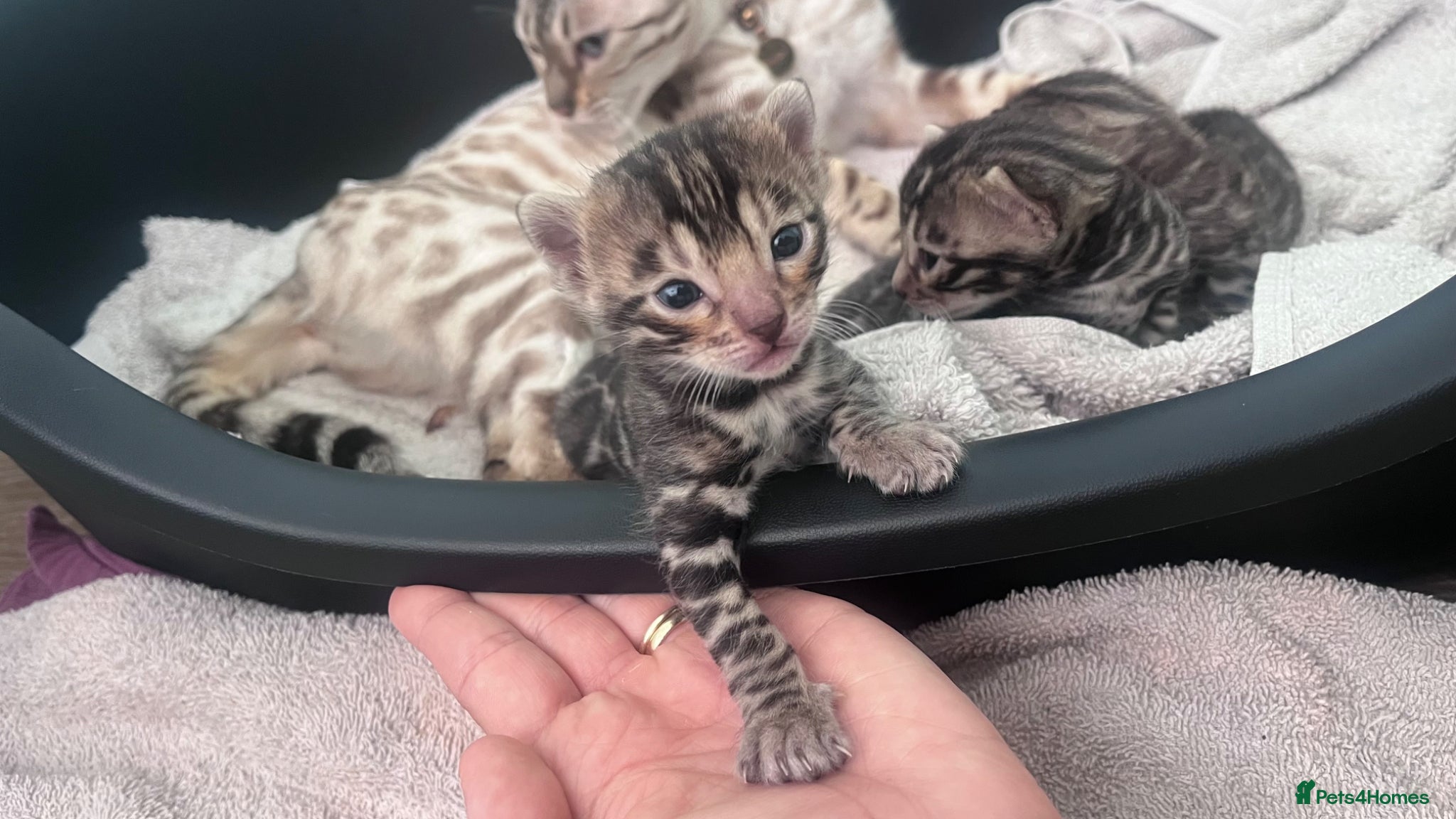 Bengal cats Beautiful Bengal kittens - Advert 1