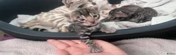 Bengal cats for sale: Bengals for sale! in Worcester - Advert 4