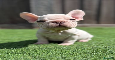 French Bulldog dogs - Advert 10