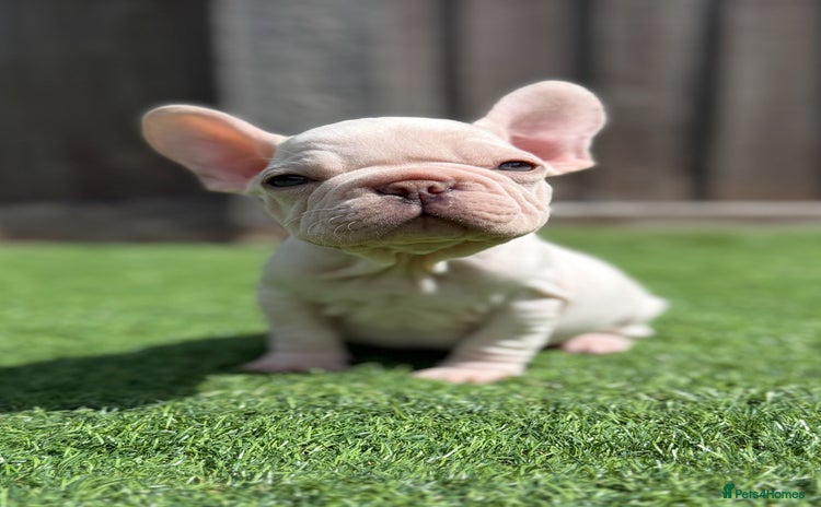 French Bulldog dogs - Advert 9