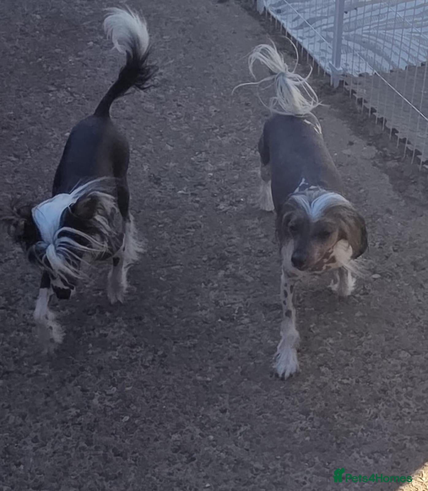Chinese Crested dogs Stunning Chinese Crested Girls - Advert 1
