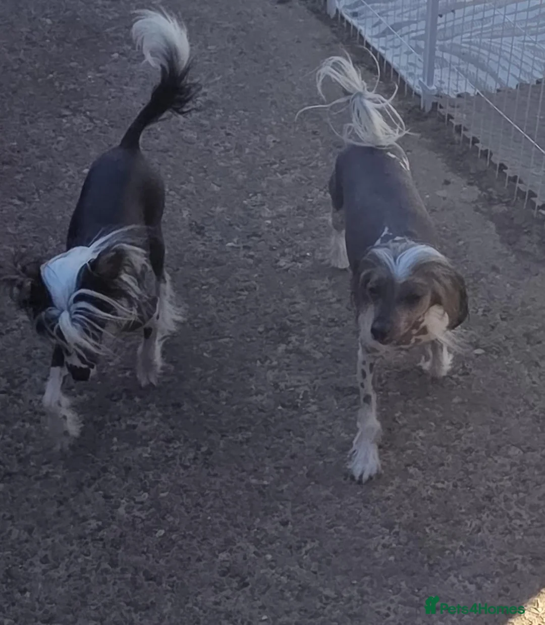 Chinese Crested dogs for sale: Stunning Chinese Crested Girls in Runcorn - Advert 1