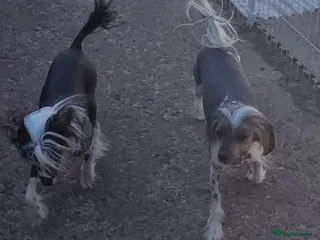 Chinese Crested dogs Stunning Chinese Crested Girls - Advert 3