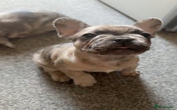 French Bulldog dogs for sale: 2 STUNNING BOY FRENCHIES LEFT…. REDUCED READY NOW in Stoke-on-Trent - Image 21