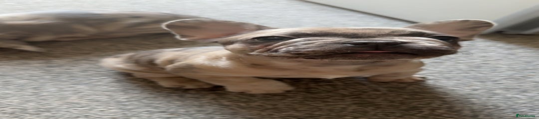 French Bulldog Puppy 4
