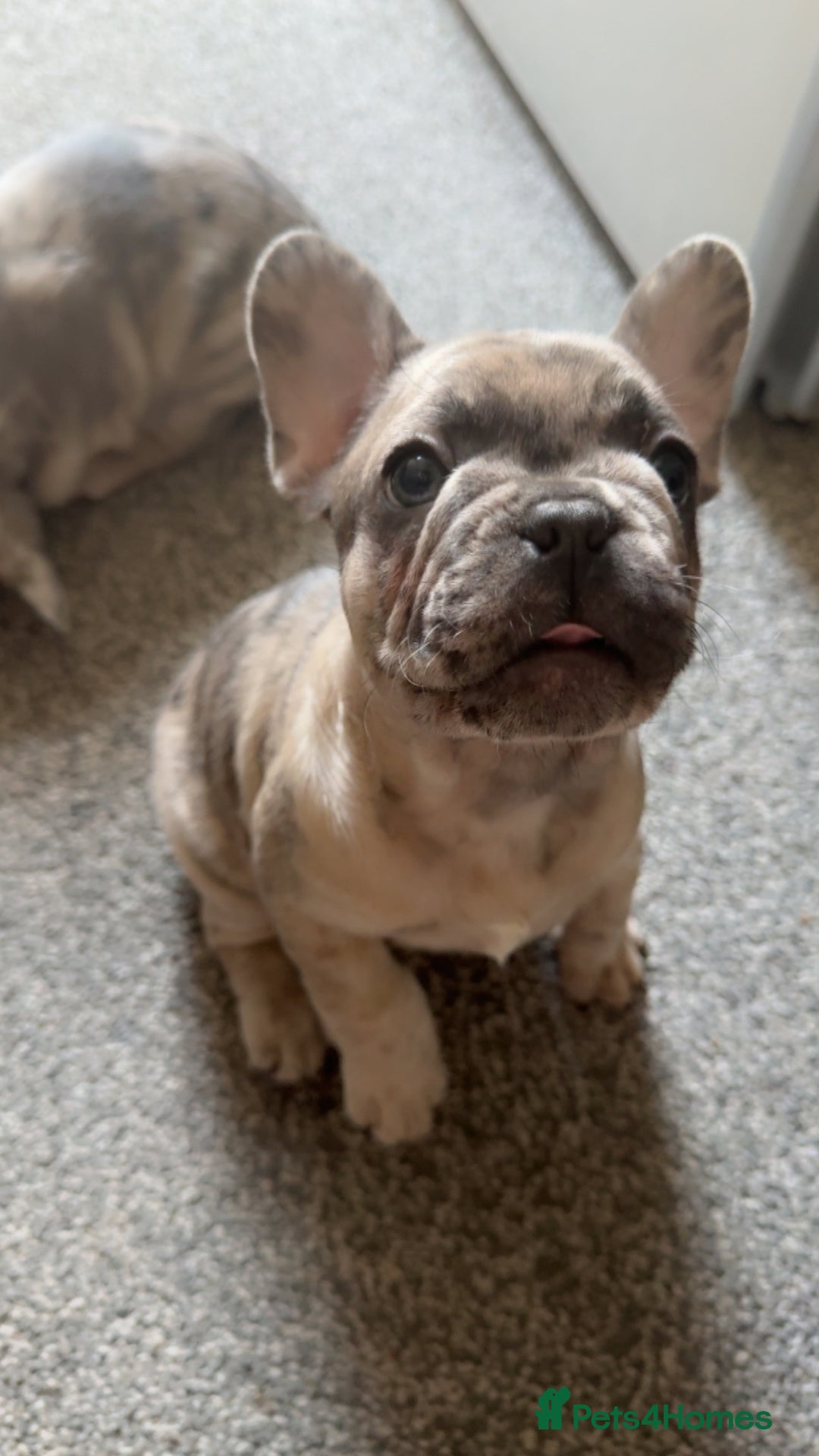 French Bulldog dogs for sale: 2 STUNNING BOY FRENCHIES LEFT…. REDUCED READY NOW in Stoke-on-Trent - Image 21