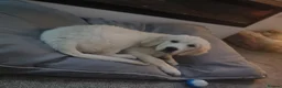 Golden Retriever dogs for sale: Beautiful 14 week old Golden Retriever puppy - Advert 4