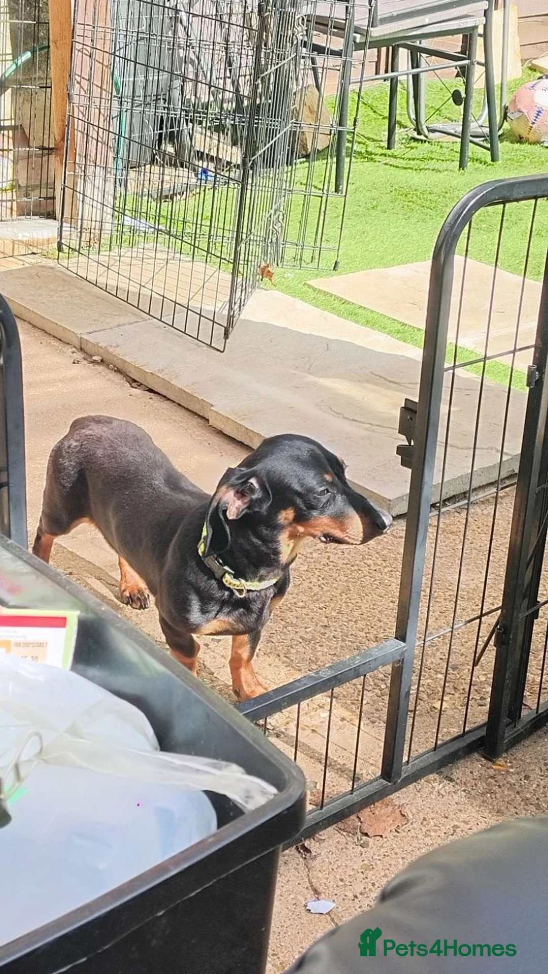 Dachshund dogs for sale: A loving dachshund  - Advert 2