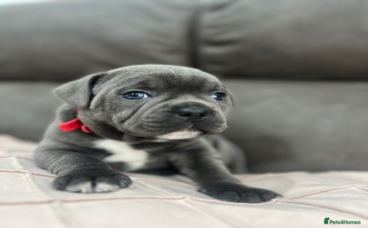 Staffordshire Bull Terrier dogs - Advert 10