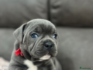 Staffordshire Bull Terrier dogs - Advert 12