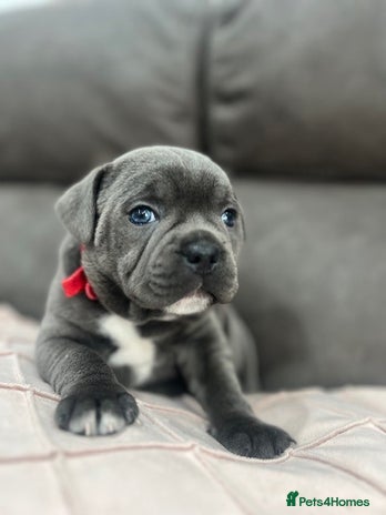 Staffordshire Bull Terrier dogs - Advert 9