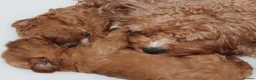 Cavapoo dogs for sale: Quality, Red, Low-Shedding Toy Cavapoo Puppies - Advert 3