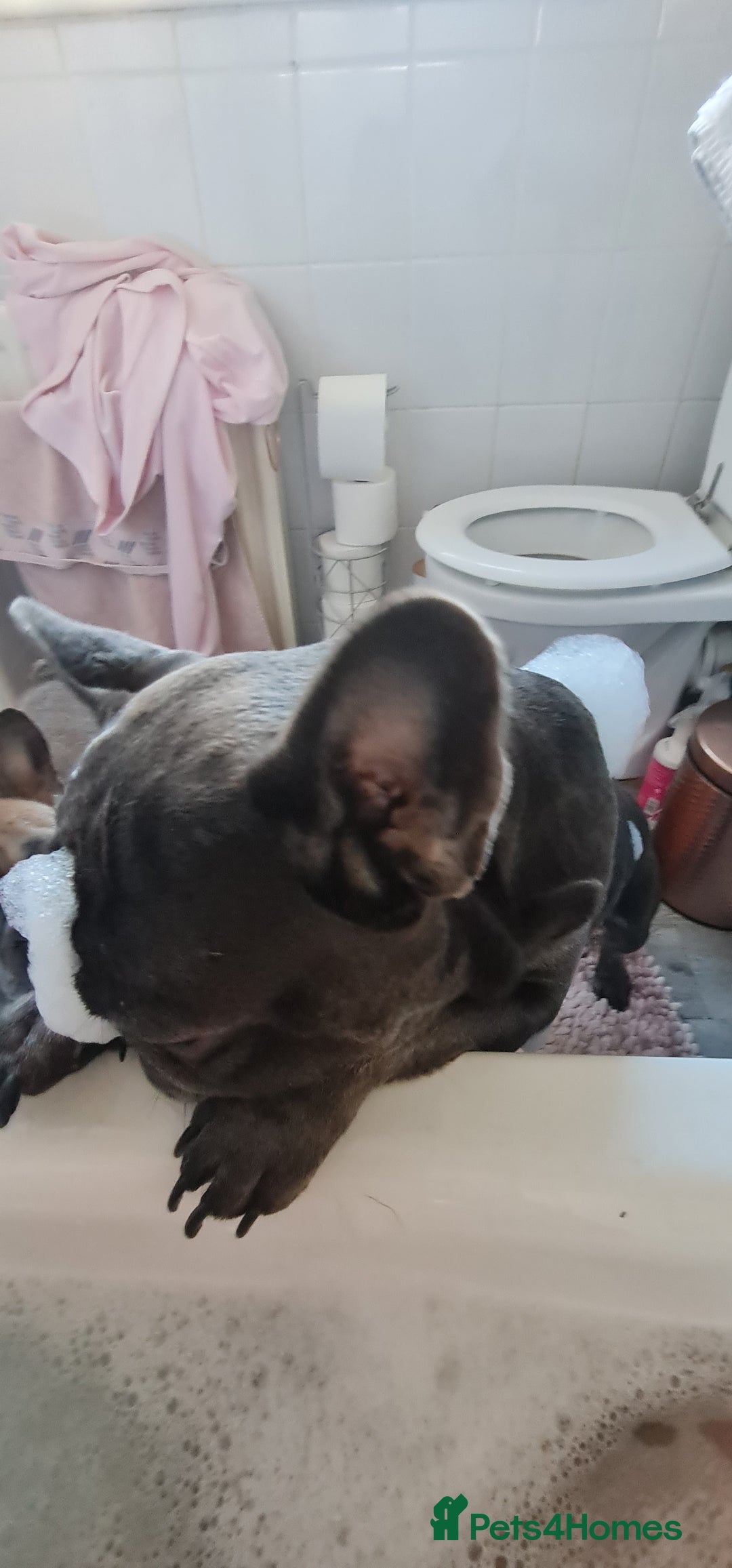 French Bulldog dogs for sale: 2 male frenchies  - Image 3