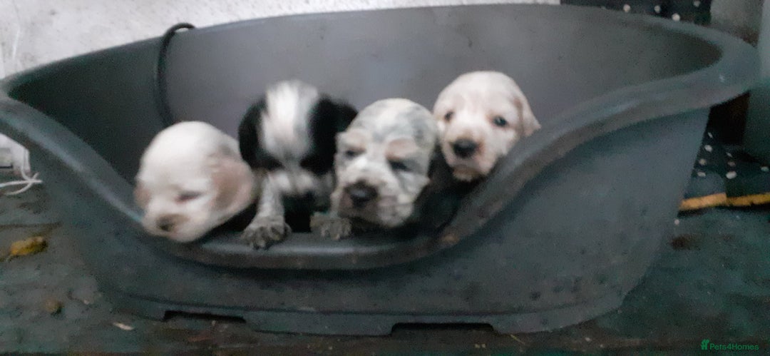 Cocker Spaniel dogs for sale: Adorable KC show cocker spaniels - Advert 15