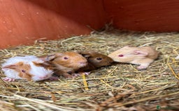 Guinea Pig rodents for sale: Baby guinea pigs for sale! - Image 2