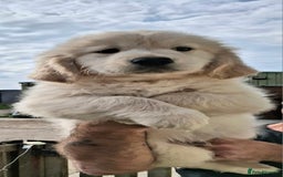 Golden Retriever dogs for sale: Golden Retreiver Puppies  - Image 9