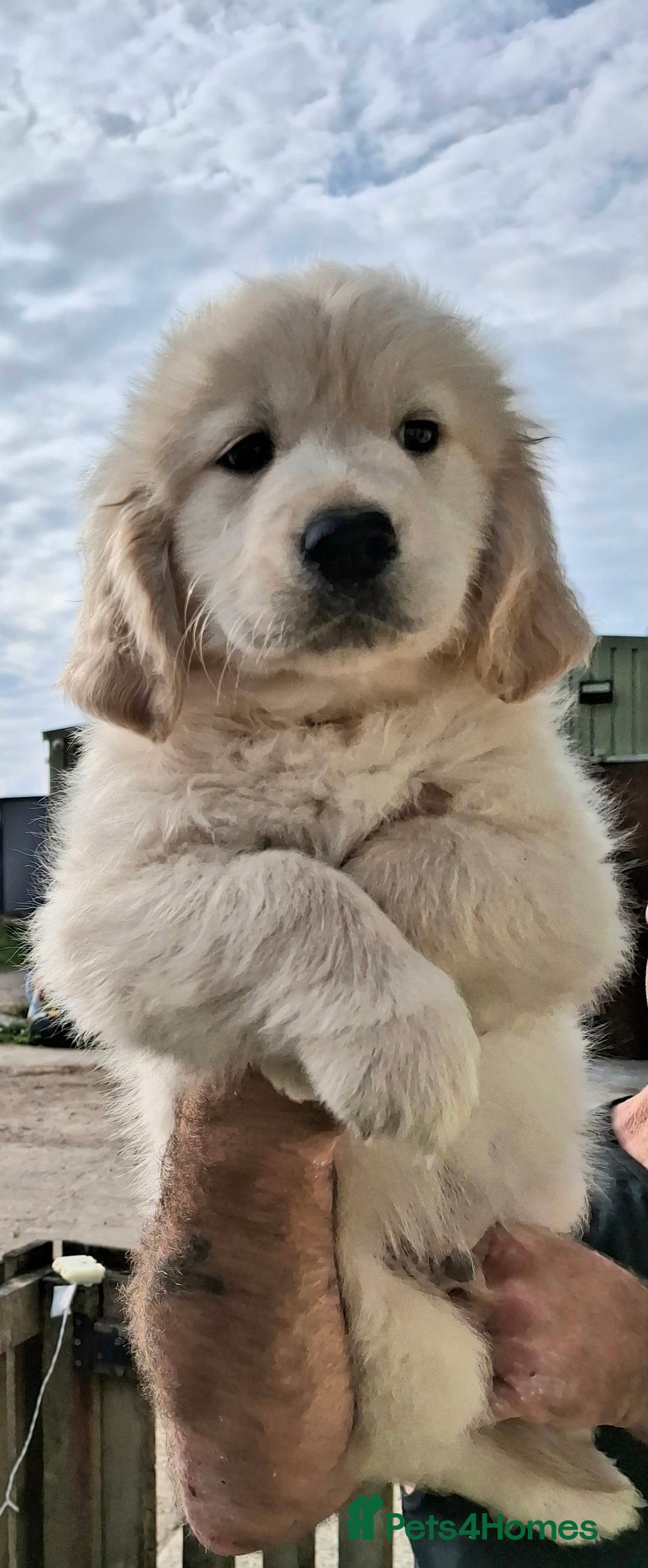Golden Retriever dogs for sale: Golden Retreiver Puppies  - Image 9