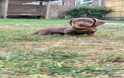 Miniature Dachshund dogs for sale: Smooth haired miniature dachshund  - Image 8