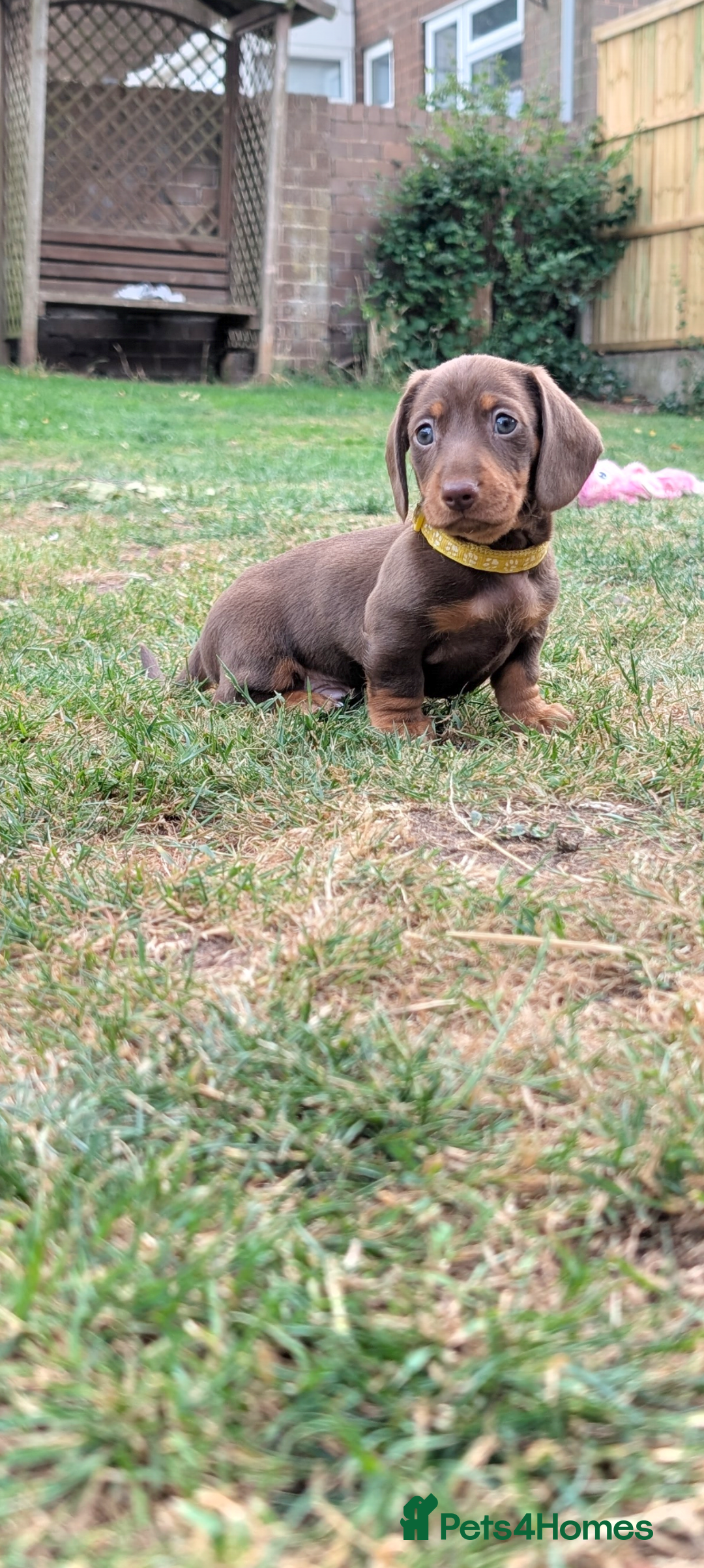 Miniature Dachshund dogs for sale: Smooth haired miniature dachshund  - Image 8