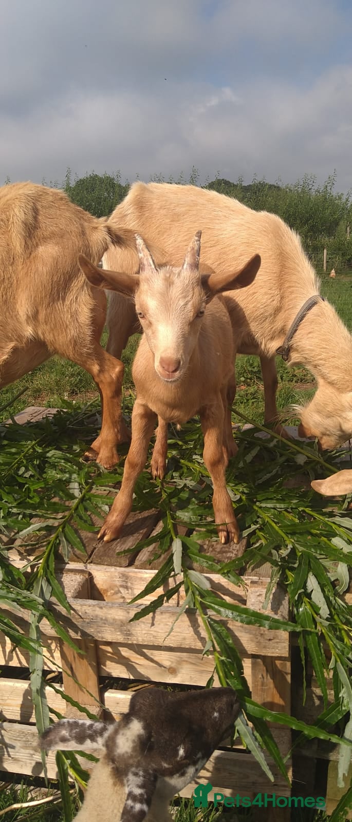 Goats livestock Royal Golden Guernsey billy kids  - Advert 3