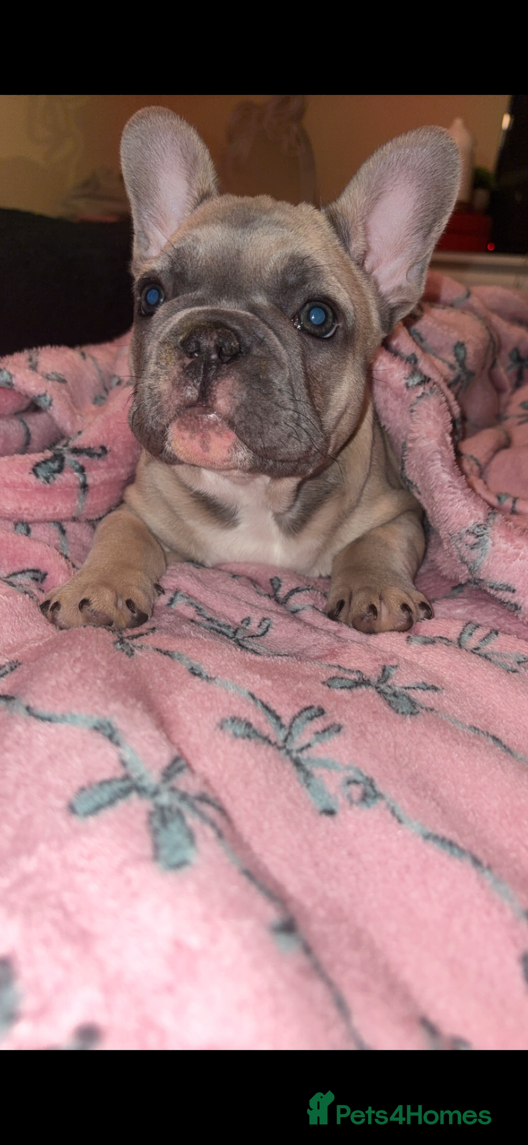 French Bulldog dogs for sale: French Bulldog Puppy  - Advert 7