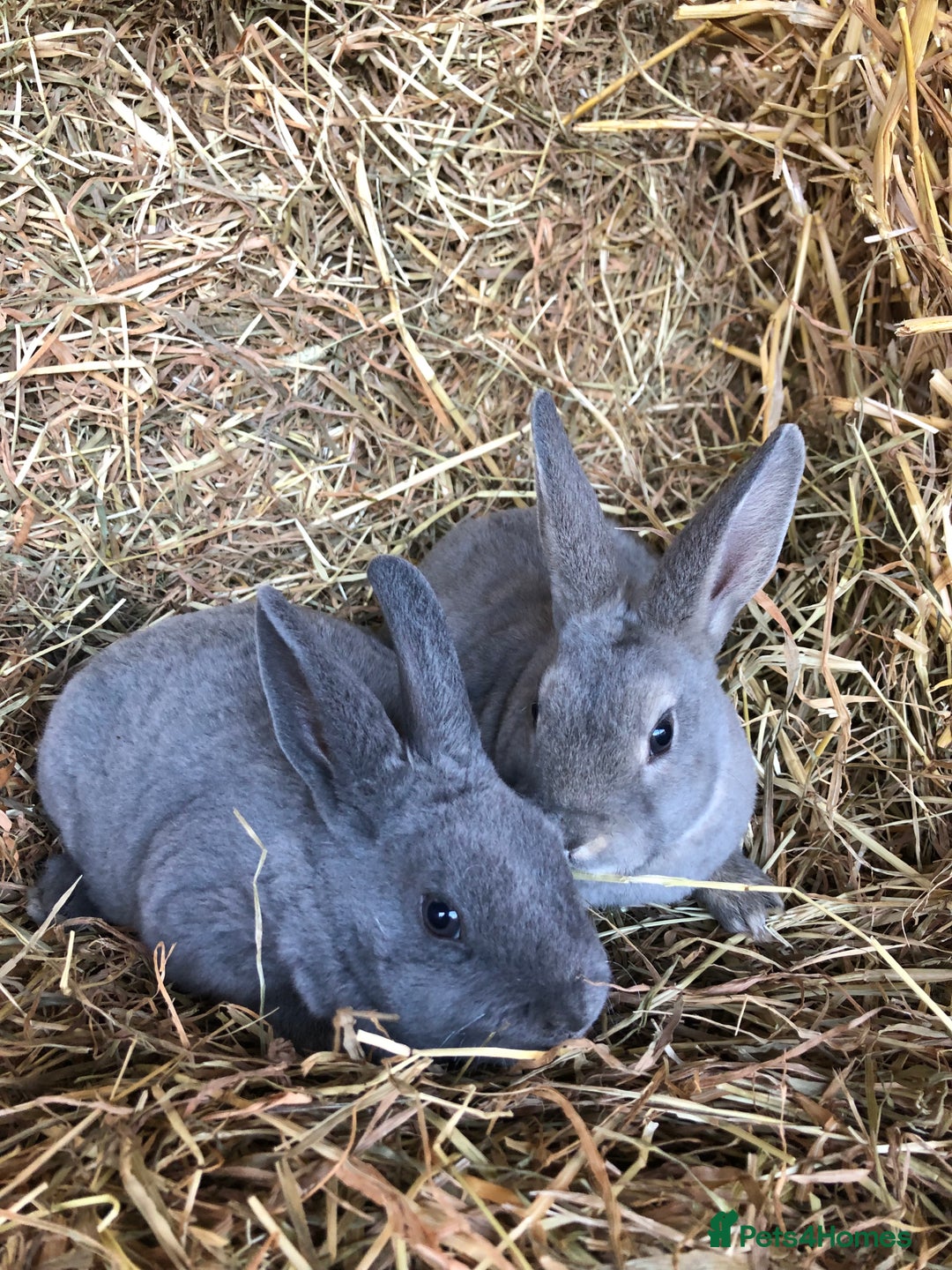 Rex rabbits for sale: Beautiful Pure Breed Velvet Mini Rex babies 🐰  - Advert 24