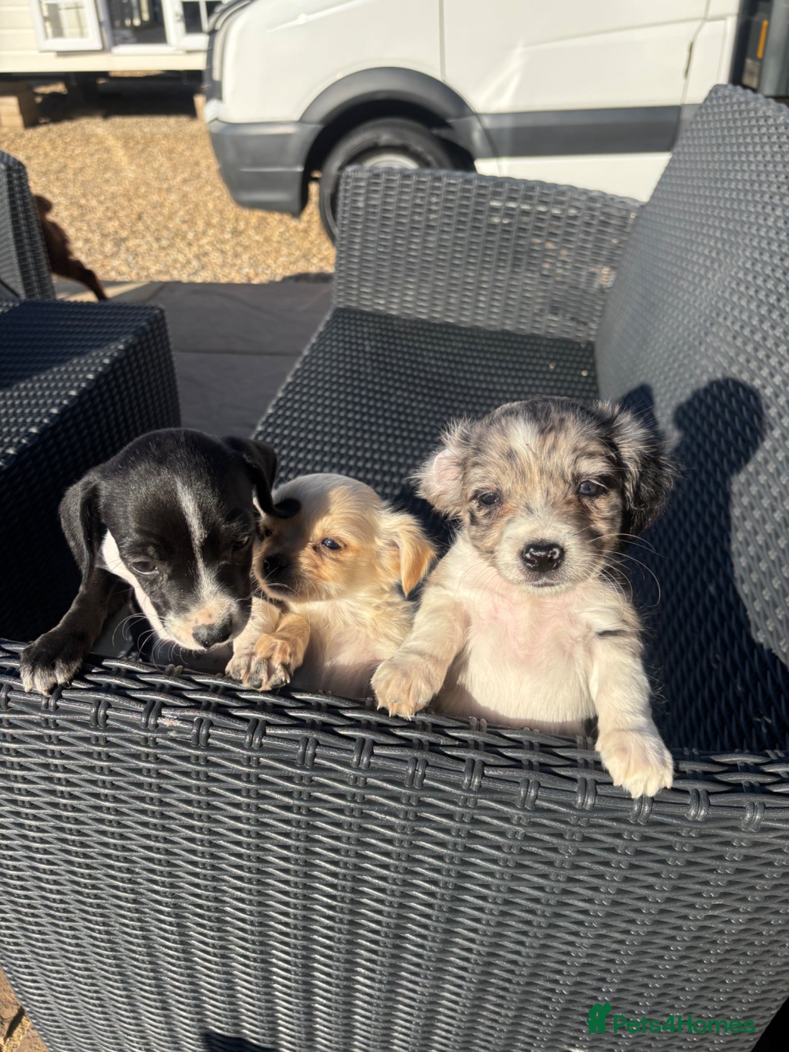 Mixed Breed dogs CHIHUAHUA PUPS AVAILABLE READY TODAY ! - Advert 3