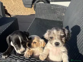 Mixed Breed dogs CHIHUAHUA PUPS AVAILABLE READY TODAY ! - Advert 3