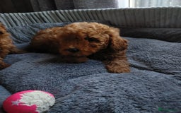 Poodle dogs for sale: Red miniature poodle  - Image 8