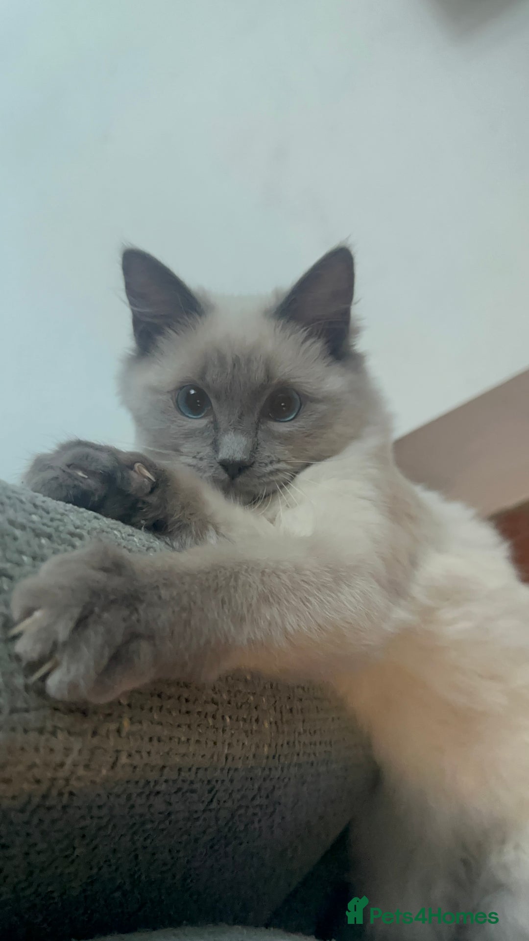 Ragdoll cats for sale: Ragdoll kitten  - Advert 4