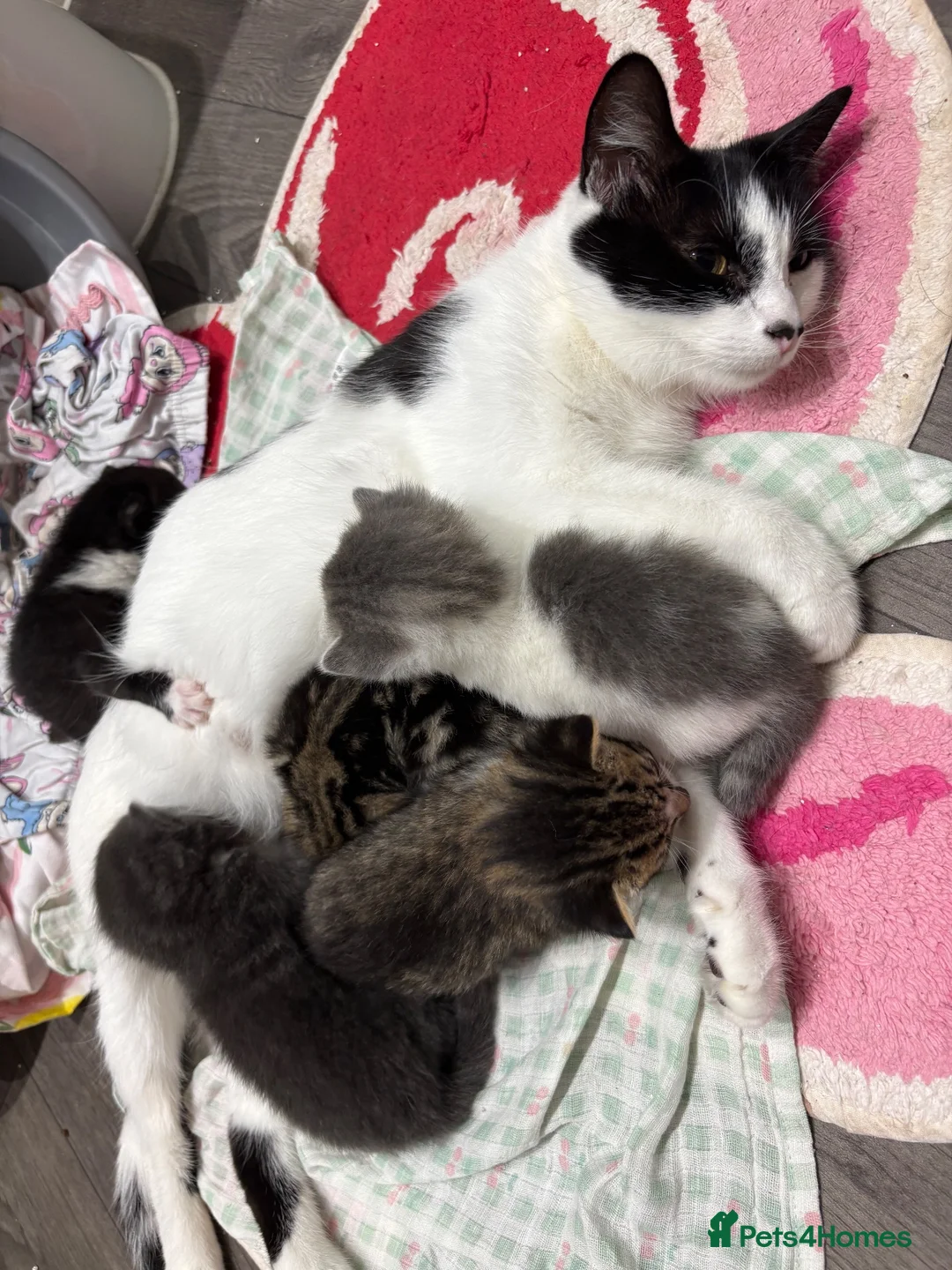 Mixed Breed cats for sale: Mixed kittens available  - Advert 2