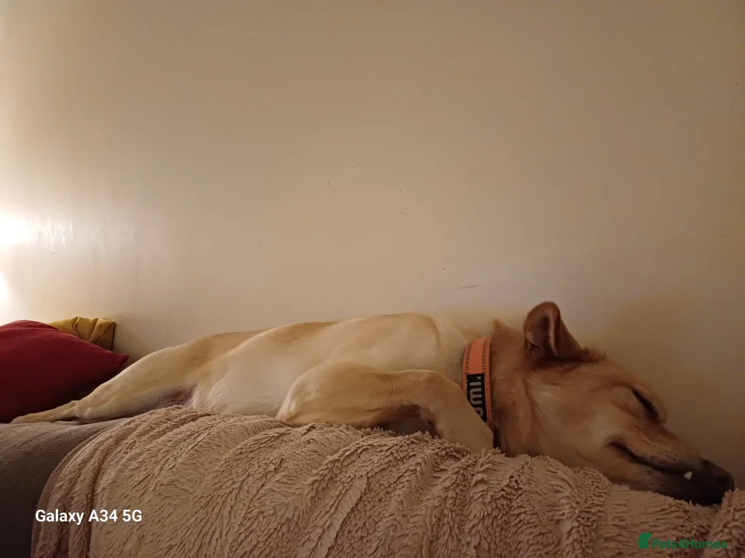 Mixed Breed dogs for adoption: Cute friendly young Truffles-Suffolk/Essex Border in Colchester - Advert 2