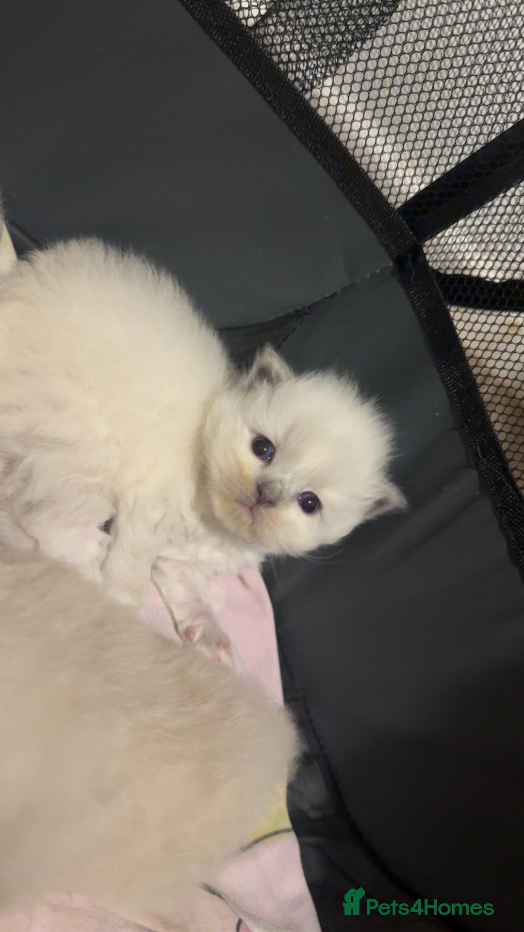 Ragdoll cats for sale: 5 beautiful ragdoll kittens - Advert 16