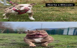 American Bully dogs for sale: American Bully Puppies  - Image 1