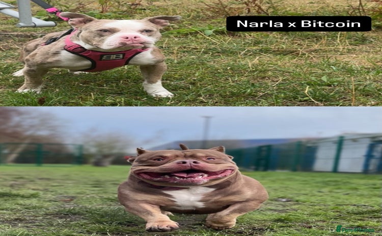 American Bully dogs - Advert 13