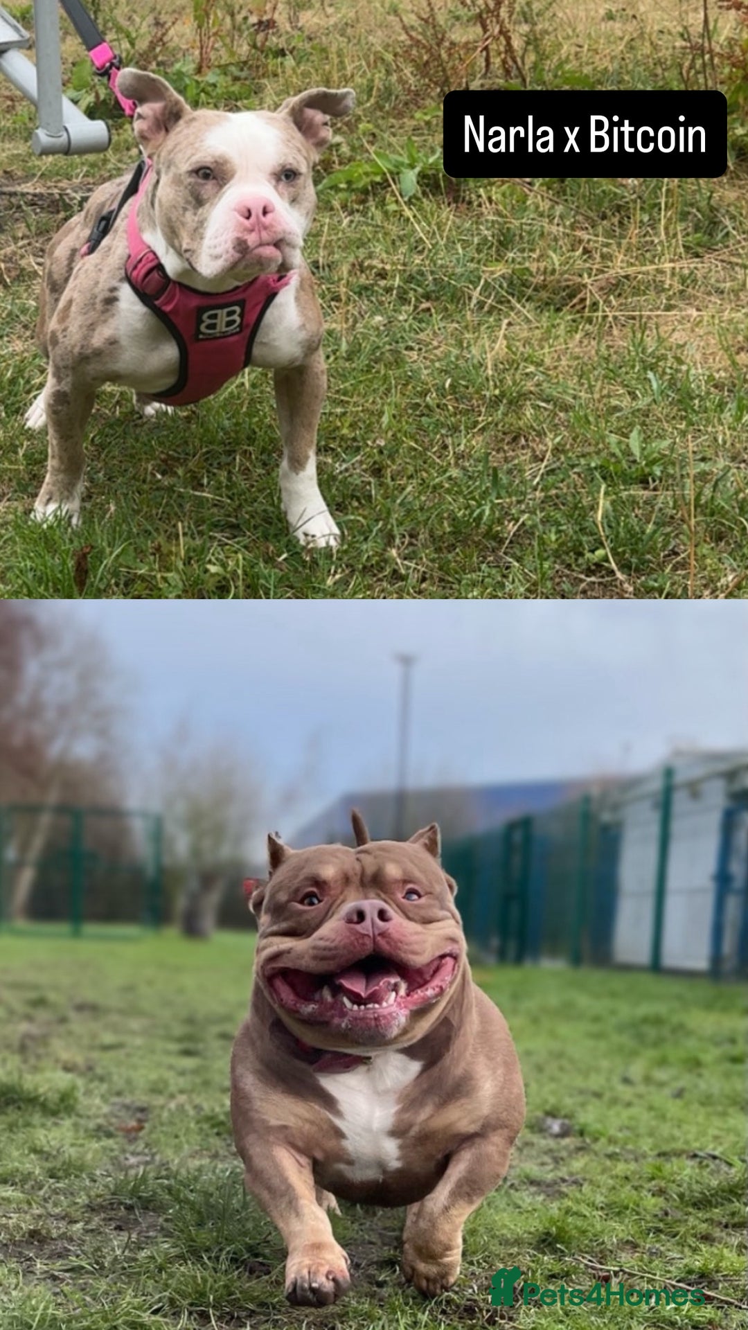 American Bully dogs for sale: American Bully Puppies  - Image 1