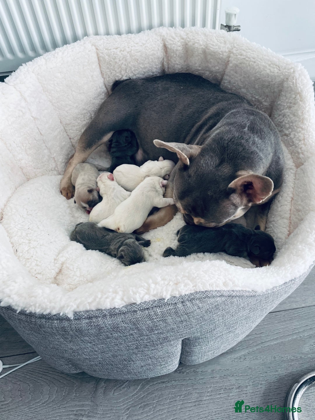 French Bulldog dogs for sale: Top Quality French Bulldog Puppies - Image 3